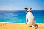 dog watching the summer vacation view on the beach, thinking about life