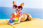 chihuahua dog under the shadow of a palm tree relaxing and resting in summer vacation holidays