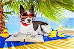 terrier dog reading a book and relaxing under the palm at the beach , enjoying the summer vacation holidays