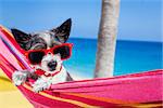 black terrier dog relaxing on a fancy red  hammock with sunglasses in summer vacation holidays at the beach under the palm tree