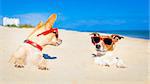 couple of two dogs  buried in the sand at the beach on summer vacation holidays , having fun and enjoying ,wearing red sunglasses fun and enjoying ,wearing red sunglasses