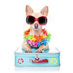 chihuahua dog with bags and luggage or baggage, ready for summer vacation holidays at the beach,isolated on white background