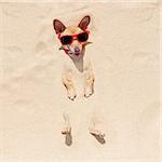 chihuahua dog  buried in the sand at the beach on summer vacation holidays , wearing red sunglasses