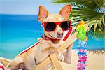 chihuahua dog relaxing on a fancy red  hammock with sunglasses in summer vacation holidays at the beach under the palm tree