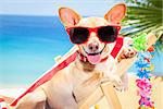 chihuahua dog relaxing on a fancy red  hammock with sunglasses in summer vacation holidays at the beach under the palm tree