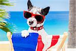 black terrier dog relaxing on a fancy red  hammock with sunglasses in summer vacation holidays at the beach under the palm tree