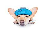 chihuahua dog with  headache and hangover with ice bag or ice pack on head,thermometer in mouth with high fever, eyes closed suffering , isolated on white background