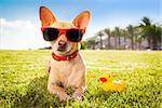 chihuahua dog  relaxing and resting , lying on grass or meadow at city park on summer vacation holidays