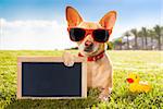 chihuahua dog  relaxing and resting , lying on grass or meadow at city park on summer vacation holidays, holding a blank  empty placard and blackboard, yellow rubber duck as best friend