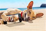 chihuahua dog  relaxing and resting , lying on the sand at the beach on summer vacation holidays,while taking a selfie for friends