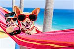 chihuahua dog relaxing on a fancy red  hammock taking a selfie and sharing the fun with friends, on summer vacation holidays
