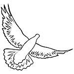 Dove in flight with widely outstretched wings, outline vector illustration