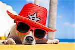 jack russell dog resting , sleeping a siesta under a palm tree, on summer vacation holidays at the beach , wearing sunglasses and a big hat sombrero