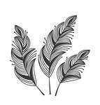 Silhouette decorated feathers on the white background