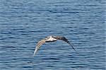 Birds over sea in Nesebar- Bulgaria