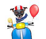crazy silly motorbike dog with helmet and goggles , holding a waffle of vanilla ice cream cone, isolated on white background