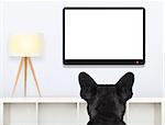 french bulldog dog in front of a blank and empty tv television or pc computer screen, and watching , in his living room