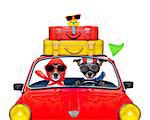 couple of jack russell just married dogs driving a car for summer vacation holidays or honeymoon , isolated on white background, stack of luggage or bags on top