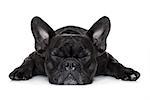 french bulldog dog sleeping on the ground isolated on white background