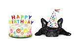 french bulldog with  happy birthday cake and candles ,a  party hat  ,eyes closed , isolated on white background