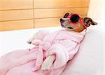 jack russell dog relaxing  and lying, in   spa wellness center ,wearing a  bathrobe and funny sunglasses