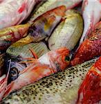 Background of Various Raw Fish with Red Mullets, Sea Bream, Trout and Dorada on Market Place. Focus on Fish Eyes