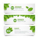 Set eco banners with fresh green leaves. Vector illustration