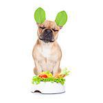 french bulldog  dog with a vegan vegetarian healthy  food bowl, isolated on white background