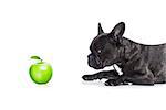 french bulldog  dog and a green apple, isolated on white background, isolated on white background