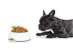 french bulldog  dog hungry and begging for a full food bowl, isolated on white background