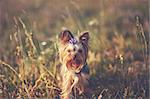 Puppy yorkshire terrier outdoor with bow-tie on head in sunset light.