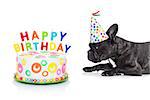 french bulldog dog  hungry for a happy birthday cake with candles ,wearing party hat  , isolated on white background