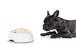 french bulldog  dog hungry and begging for a full food bowl of bone cookies,  isolated on white background