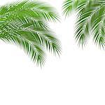Palm tree leaves with a place for your text. Beautiful garden card design. vector illustration