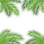 Tropical palm leaves. design background. vector illustration