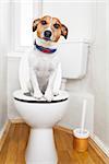 jack russell terrier, sitting on a toilet seat with digestion problems or constipation looking very sad