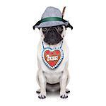 pug dog dressed up as bavarian with gingerbread as collar, isolated on white background