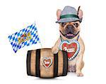 bavarian german french bulldog  dog behind beer barrel and  bavarian flags, isolated on white background