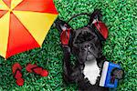 french bulldog dog  listening to oldies with headphones or earphones from a  retro cassette tape   recorder, relaxing with eyes closed, lying on  grass at the park or meadow, under  umbrella and  flip flops