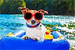 jack russell dog sitting on an inflatable  mattress in water by the  sea, river or lake in summer holiday vacation , rubber plastic toy included toy included