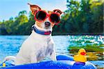 jack russell dog sitting on an inflatable  mattress in water by the  sea, river or lake in summer holiday vacation , rubber plastic toy included