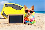 chihuahua dog  at the beach with a surfboard wearing sunglasses and flower chain on summer vacation holidays  at the beach , with empty blank blackboard or banner