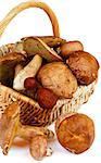 Fresh Raw Ripe Porcini Mushrooms, Orange-Cap Boletus and Peppery Bolete in Wicker Basket closeup on white background