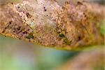 A closeup of a fruit tree leaf eaten by Japanese Beetles insects.