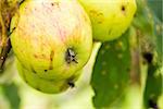 A closeup of green and yellow apples growing on a fruit tree.