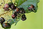 Japanese Beetles Popillia japonica on fruit tree leaf.