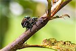 Japanese Beetles Popillia japonica mating on tree branch.