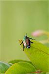 Japanese Beetle Popillia japonica on fruit tree leaf.