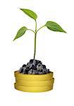 Green plant on gold coins stack on isolated white background