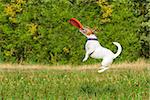 jack russell  dog  catching a flying disc in the air , jumping very high  after a fast run